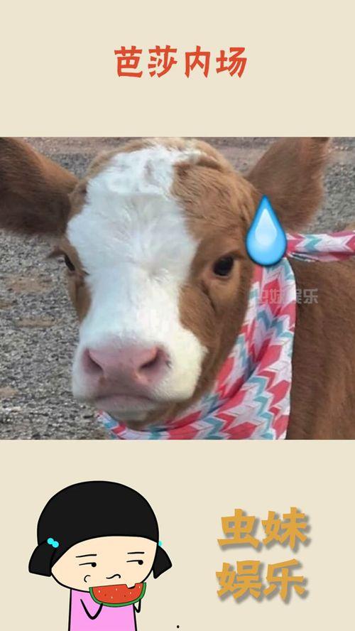 娱乐吃瓜君小千抖音,娱乐吃瓜君小千带你揭秘娱乐圈幕后故事